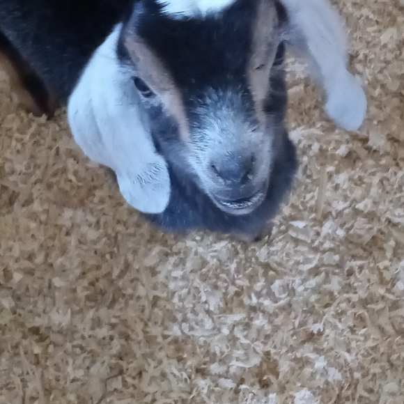 Meet your Posher, Evie - Picture 9 of 13